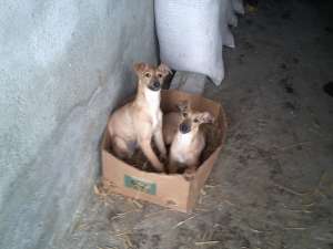 whippet de vanzare