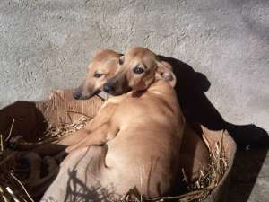whippet de vanzare