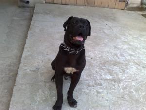 Vand pui cane corso