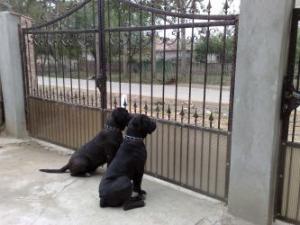 Vand pui cane corso