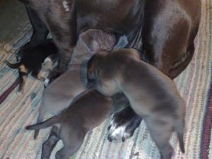 Vand pui cane corso