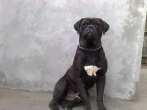 Vand pui cane corso