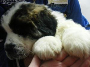 VAND ST BERNARD