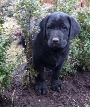 labrador negru
