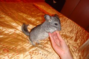 vand pui chinchilla