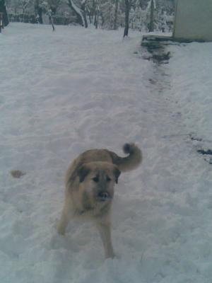 vand kangal -mioritic