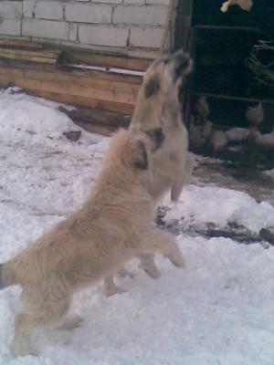 vand kangal -mioritic