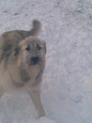 vand kangal -mioritic