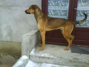 vand dog german