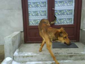 vand dog german