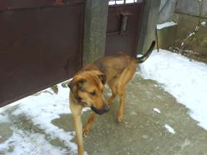 vand dog german