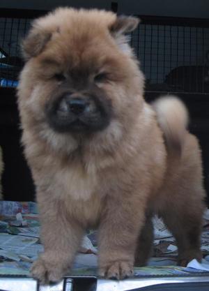 Vand CHOW-CHOW superb,  ieftin
