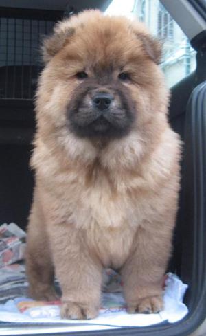 Vand CHOW-CHOW superb,  ieftin