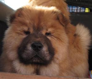 Vand CHOW-CHOW superb,  ieftin