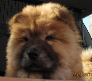Vand CHOW-CHOW superb,  ieftin