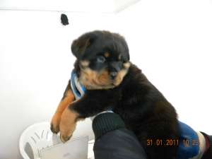 vand pui rottwailer