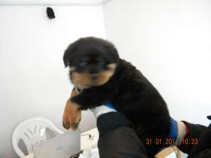 vand pui rottwailer