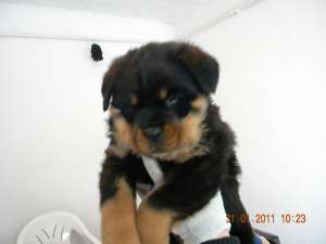 vand pui rottwailer