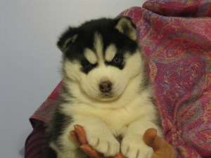 catei husky de vanzare