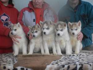 catei husky de vanzare