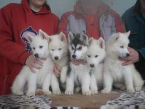 catei husky de vanzare