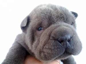 Vand urgent pui shar pei