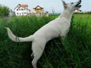 pierdut caine lup alb fara pedigree