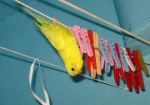 Budgerigar
