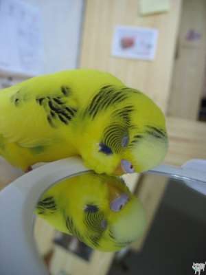 Budgerigar