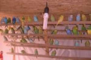 Budgerigar