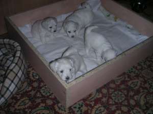 vand pui bichon bolognese