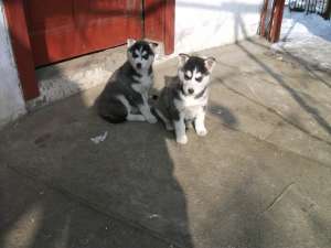 Vand catelusa husky siberian!