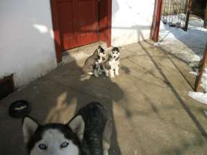 Vand catelusa husky siberian!
