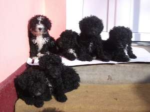 Vnad catei caniche