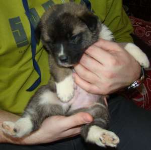 Vand puiuti deosebiti Akita American