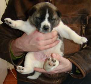 Vand puiuti deosebiti Akita American