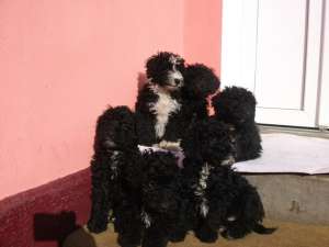 caniche