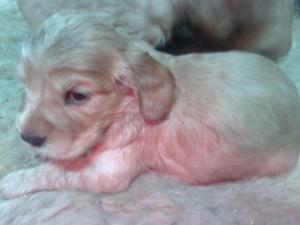 vand pui coker spaniel american