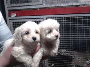 bichon maltez