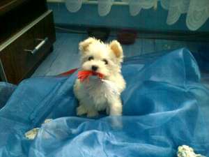 bichon maltez alb