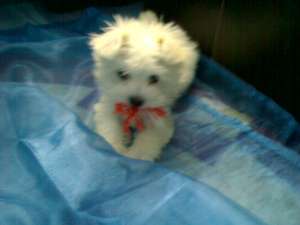 bichon maltez alb