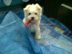bichon maltez alb