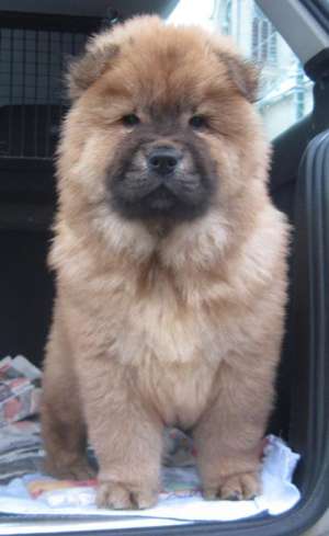 Vand CHOW-CHOW superbi,  ieftin