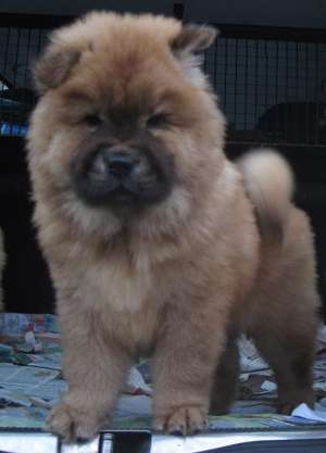 Vand CHOW-CHOW superbi,  ieftin