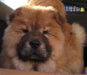 Vand CHOW-CHOW superbi,  ieftin