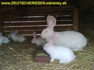 Femele si masculi URIAS Belgian,  Urias German,  Berbec German