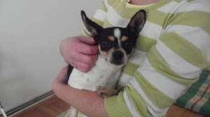 Ofer monta mascul chihuahua