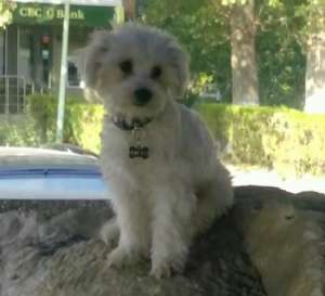 CAUT FEMELA BICHON MALTESE PT MONTA