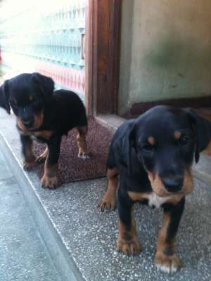 jagdterrier copoi