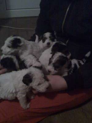 VAND CATEI DIN RASA FOX TERRIER